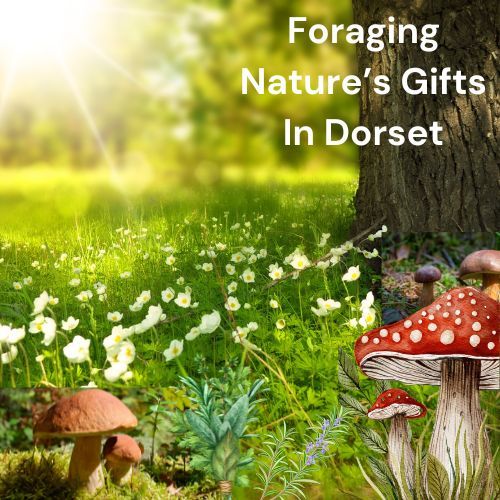 Foraging Natures Gifts in Dorset