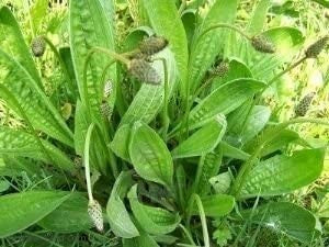 Ribwort Plantain Skin Healing Ointment